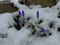 2005-0222crocus